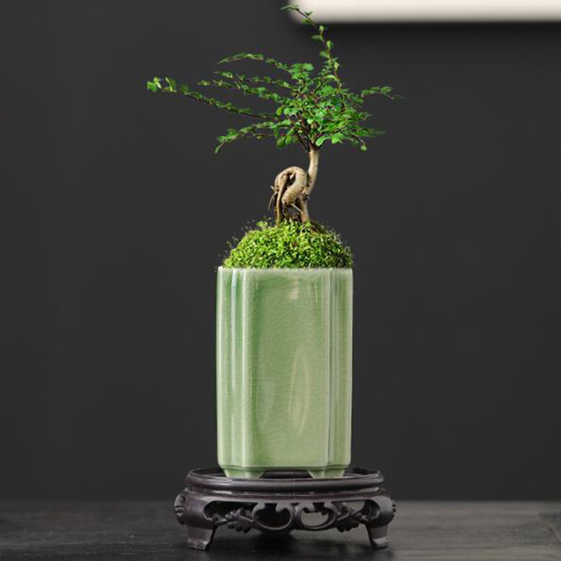 Porcelana quadrada celadon vit - Bonsai Garden Art avaliação e preço